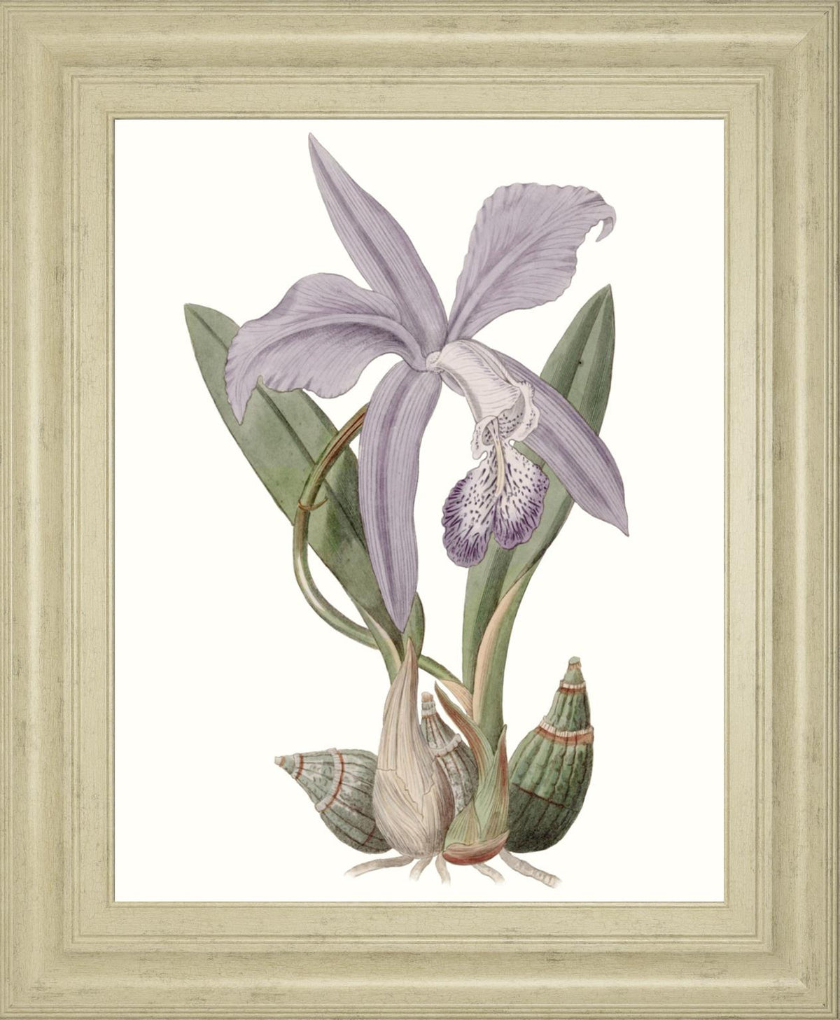 Lavender Beauties Iv By Edwards 22X26 Framed Print