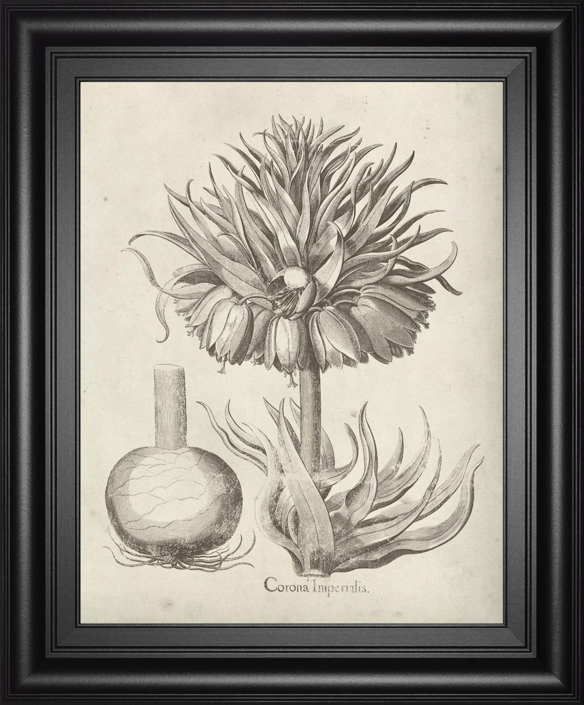 Fresco Crown Imperial Ii By Vision Studio 22X26 Framed Print