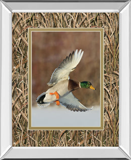Mirrored Frame Flying Mallard By Steve Oehlenschlager ***Monl*** 34X40 Mirror Frame Print