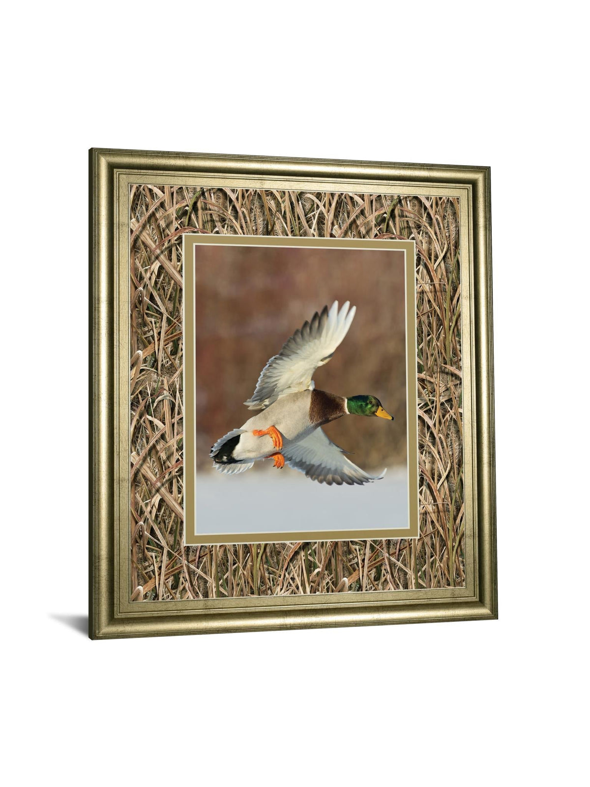 Flying Mallard By Steve Oehlenschlager ***Monl*** 34X40 Framed Print