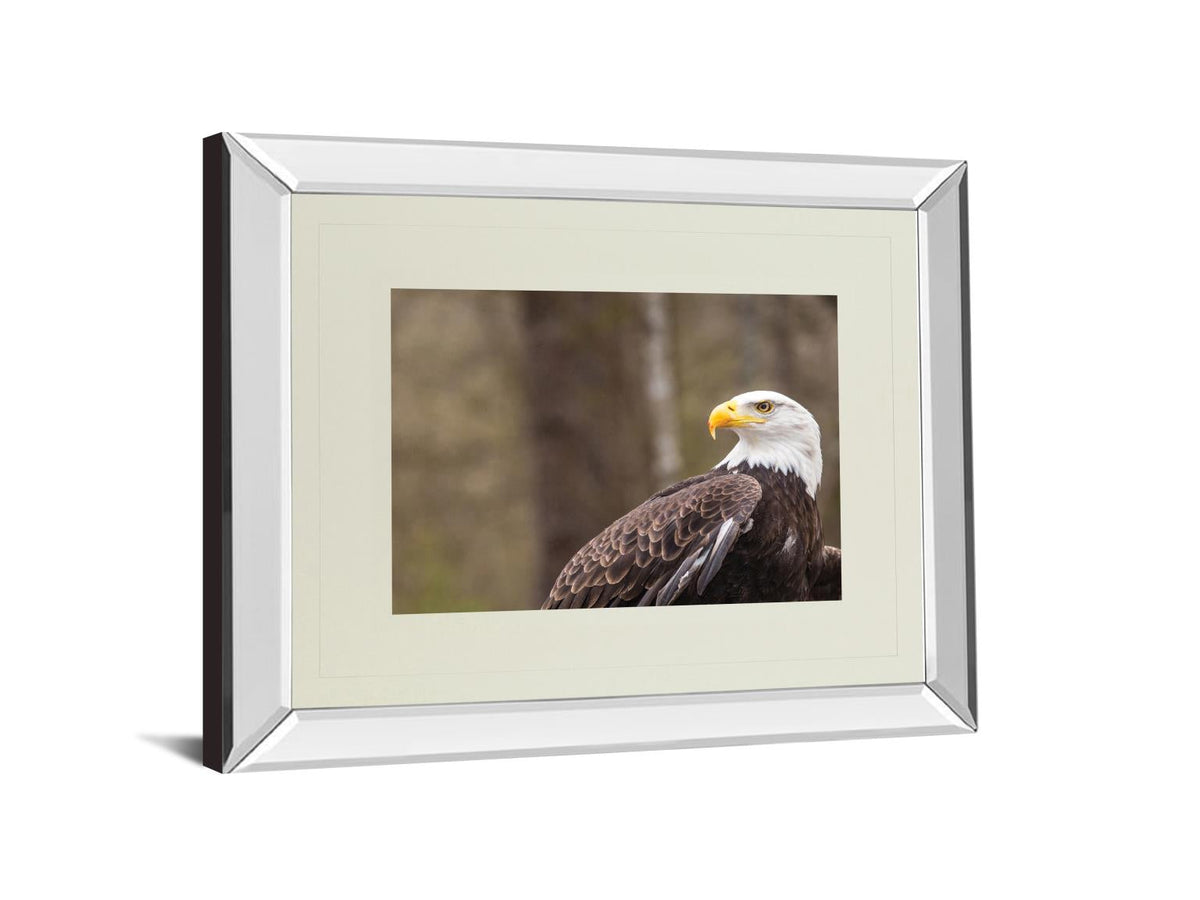 Mirrored Frame Majestic Eagle By Garytog 34X40 Mirror Frame Print