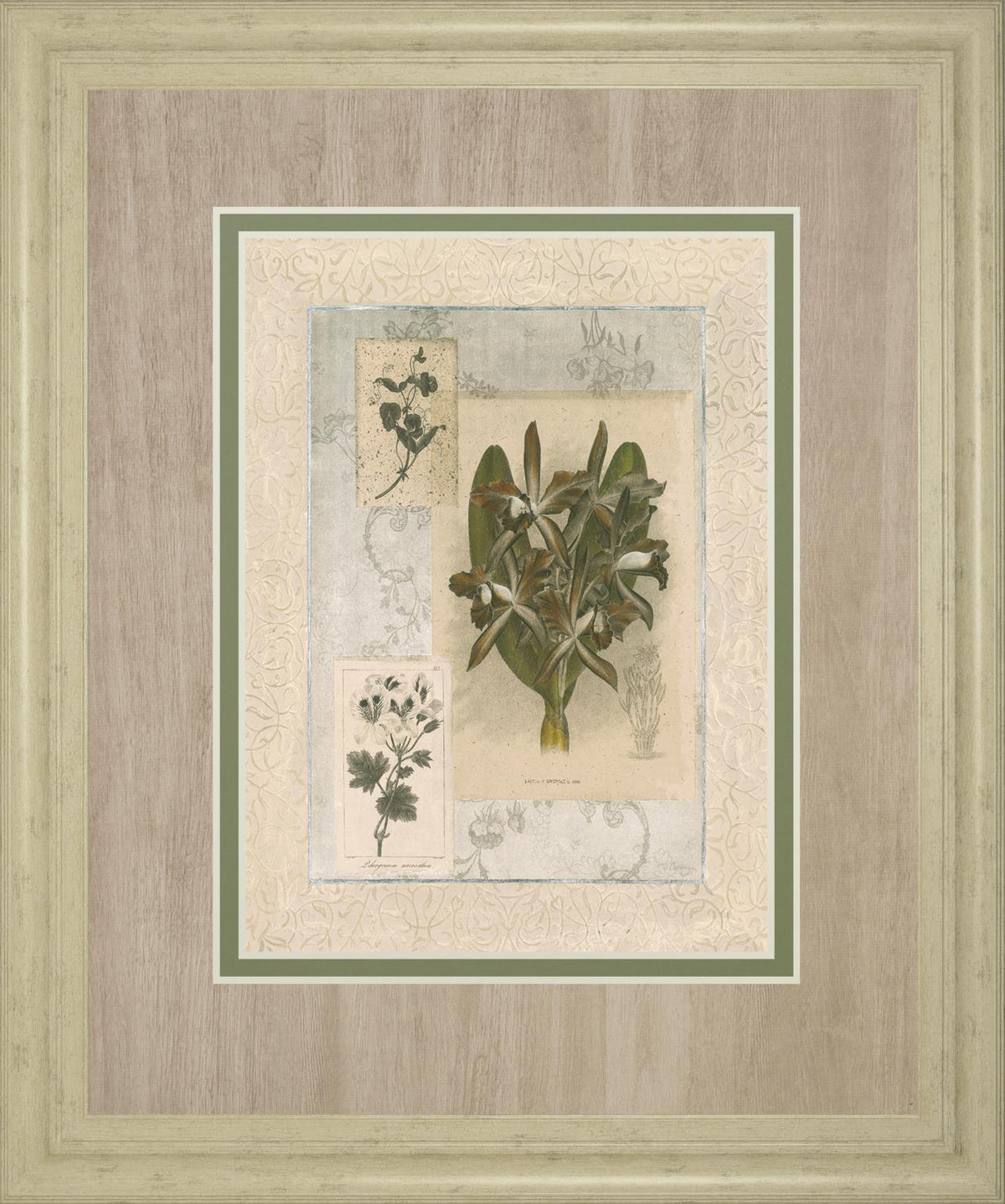 Histoire Du Orchid Vii By Carney 34X40 Framed Print