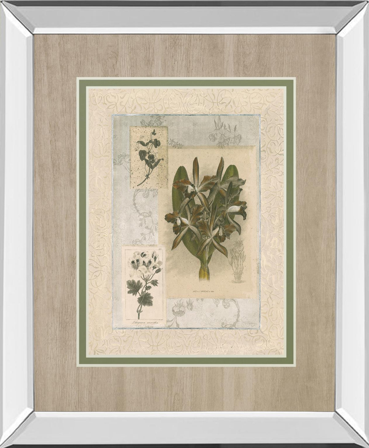 Histoire Du Orchid Vii By Carney 34X40 Mirror Frame Print