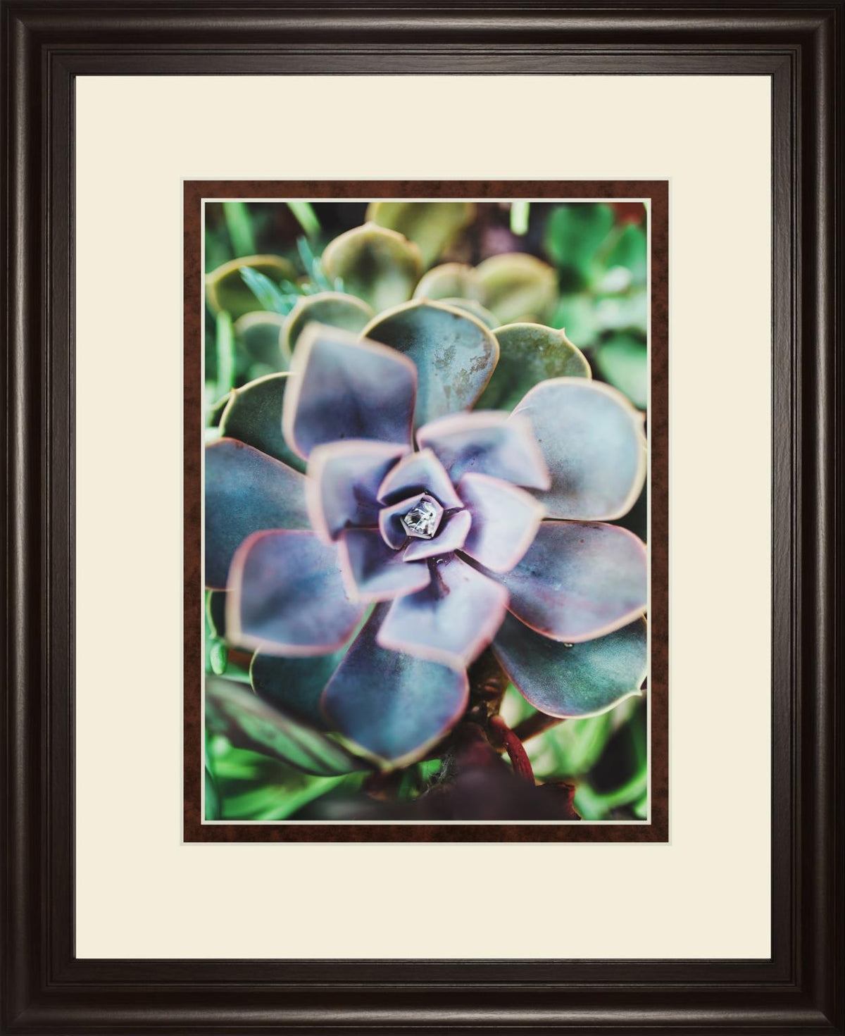 Succulence Beauty  By Chelsea Kedron 34X40 Framed Print