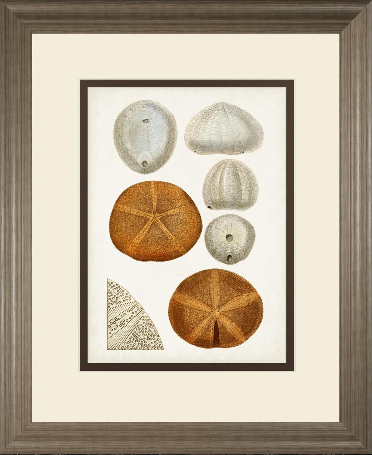 Coastal Curiosity Ii By Unknown 34X40 Framed Print