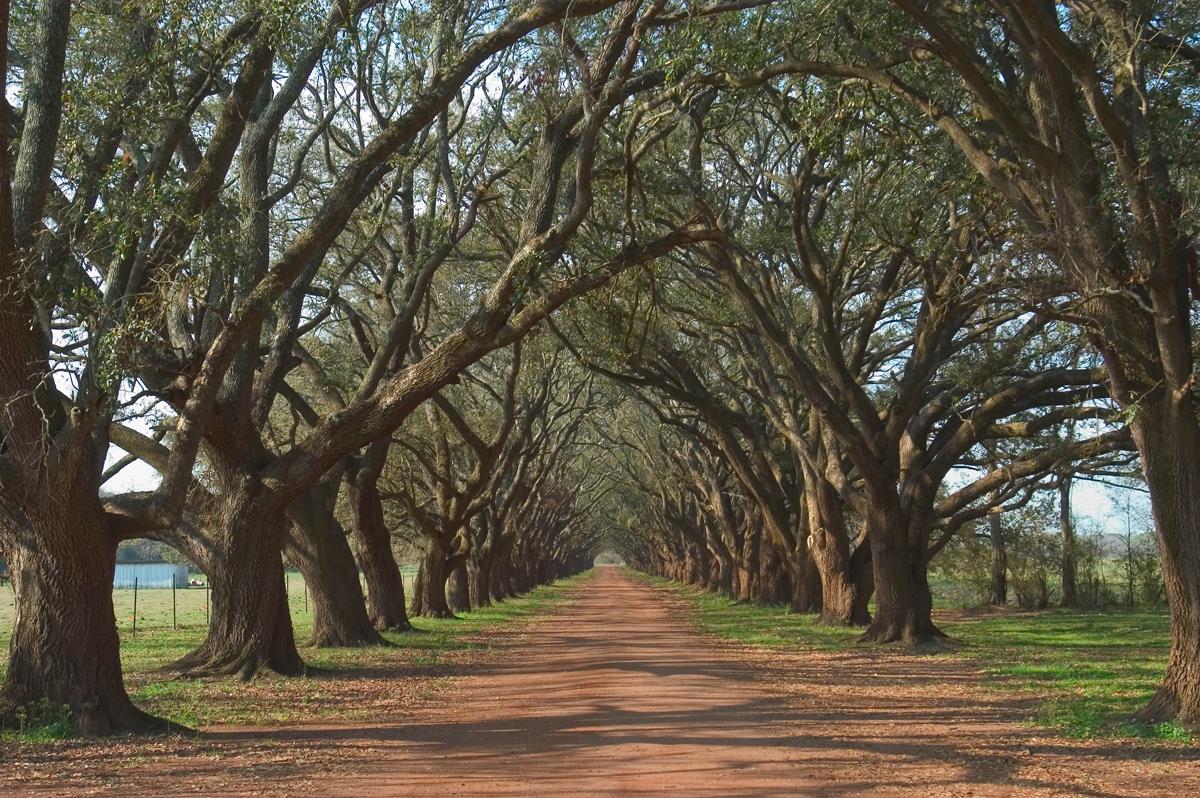 ***Monl*** Oak Alley By Alexey (Framed) Giclee Canvas