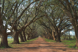 ***Monl*** Oak Alley By Alexey (Framed) Giclee Canvas