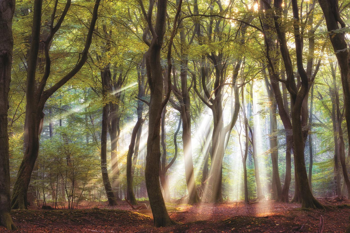 ***Monl*** Majestic Morning By Lars Van De Goor (Framed) Giclee Canvas