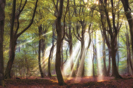 ***Monl*** Majestic Morning By Lars Van De Goor (Framed) Giclee Canvas