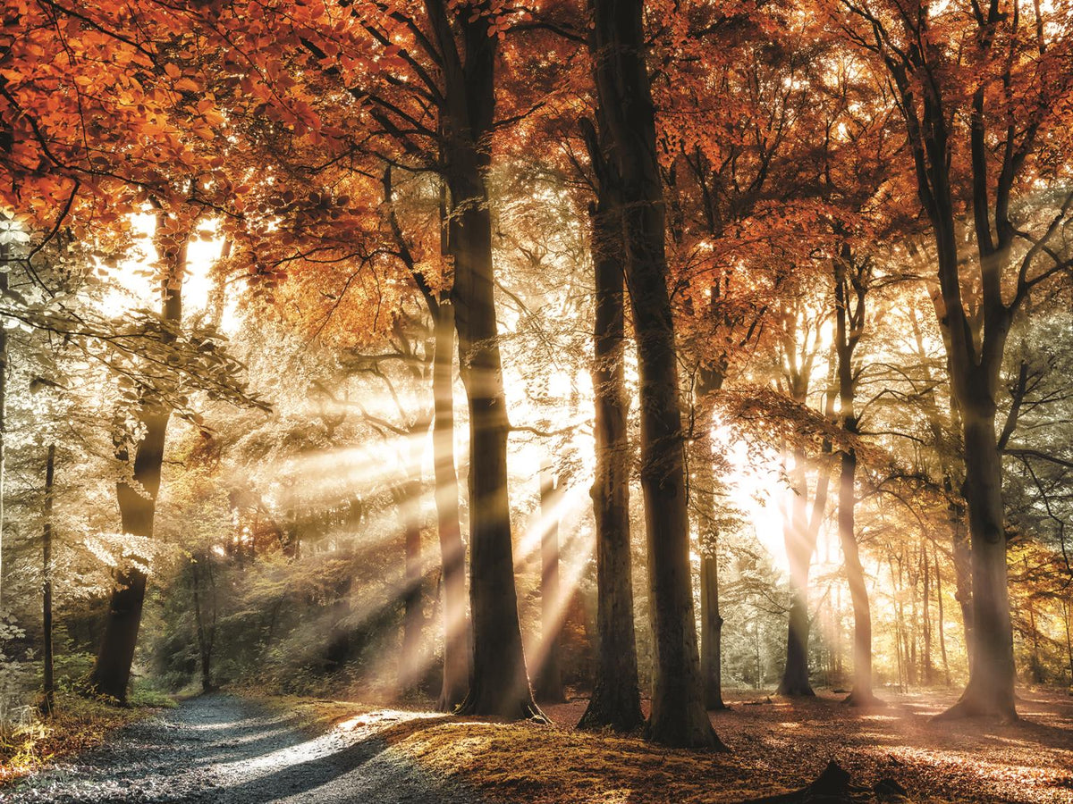 Dreaming In By Lars Van De Goor (Framed) Giclee Canvas