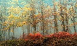 Beeches In The Mist By Lars Van De Goor (Framed) Giclee Canvas