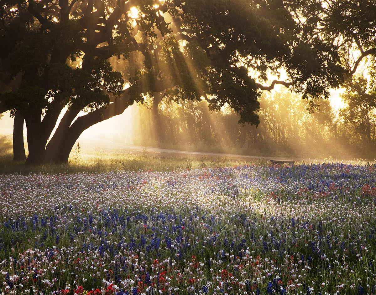 Morning Meadow Sunrise By Danita Delimont (Framed) Giclee Canvas