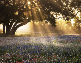 Morning Meadow Sunrise By Danita Delimont (Framed) Giclee Canvas