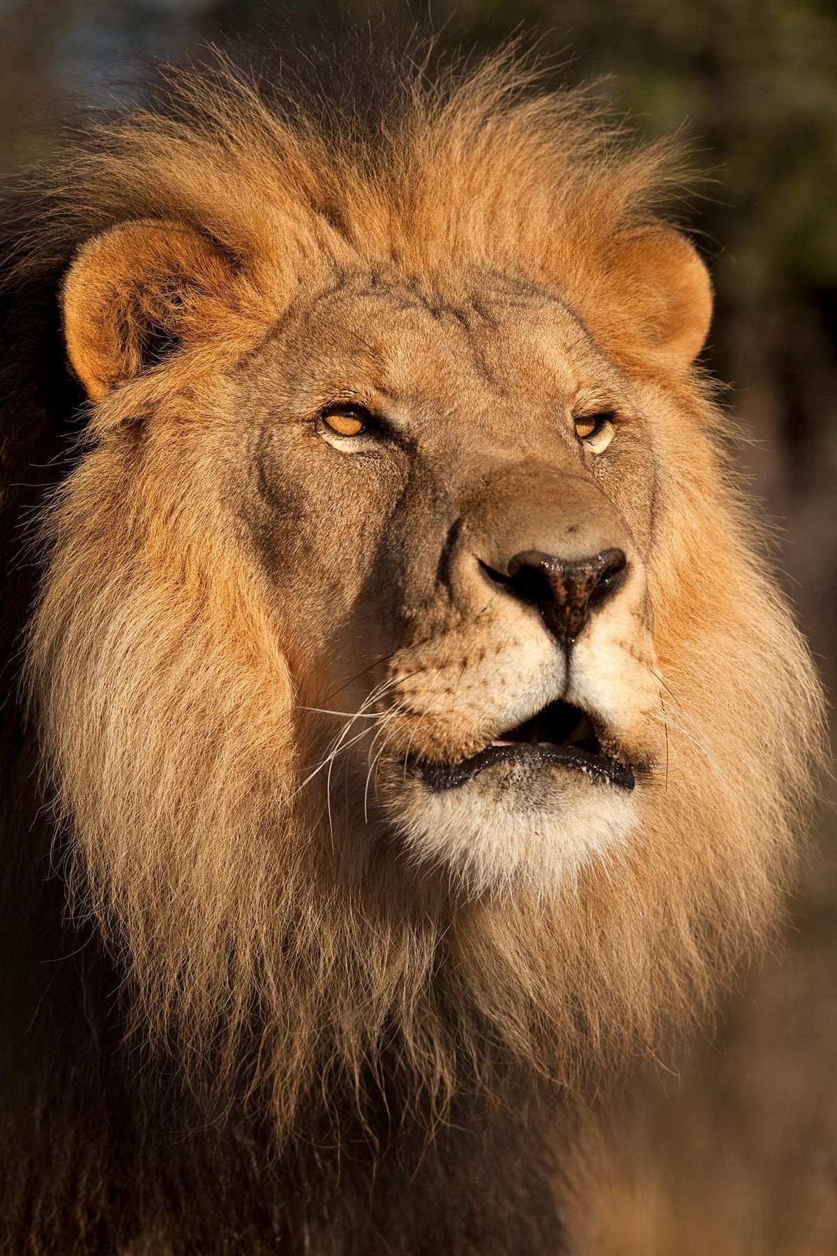Lion At Sunset By  Jimmy'Z (Framed) Giclee Canvas