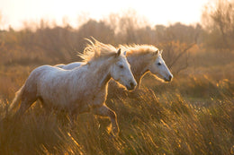 Two Horses Galloping By  Jimmy'Z (Framed) Giclee Canvas