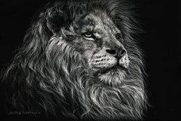 African Lion By Lesley Harrison (Framed) Giclee Canvas