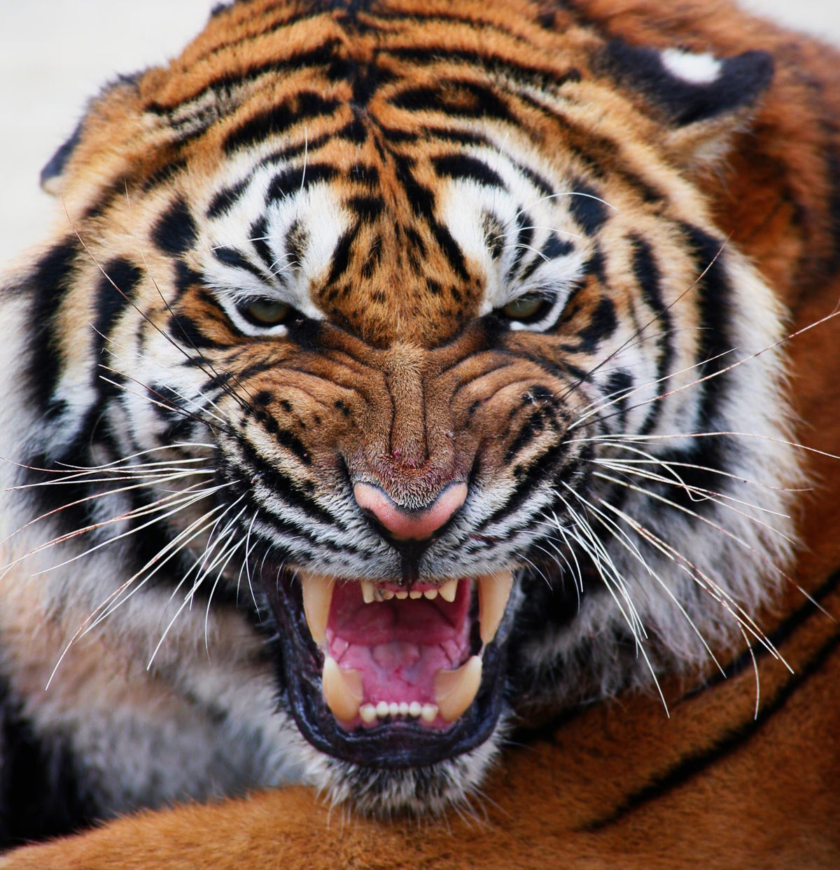Mean Tiger (Framed) Giclee Canvas