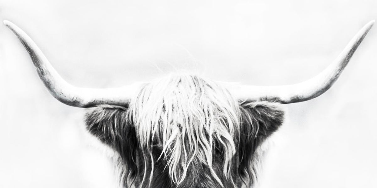 Longhorn By Danita Delimont (Framed) Giclee Canvas