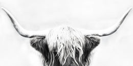 Longhorn By Danita Delimont (Framed) Giclee Canvas