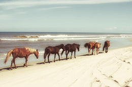 Horses On The Beach By Kathy Mansfield (Framed) Giclee Canvas