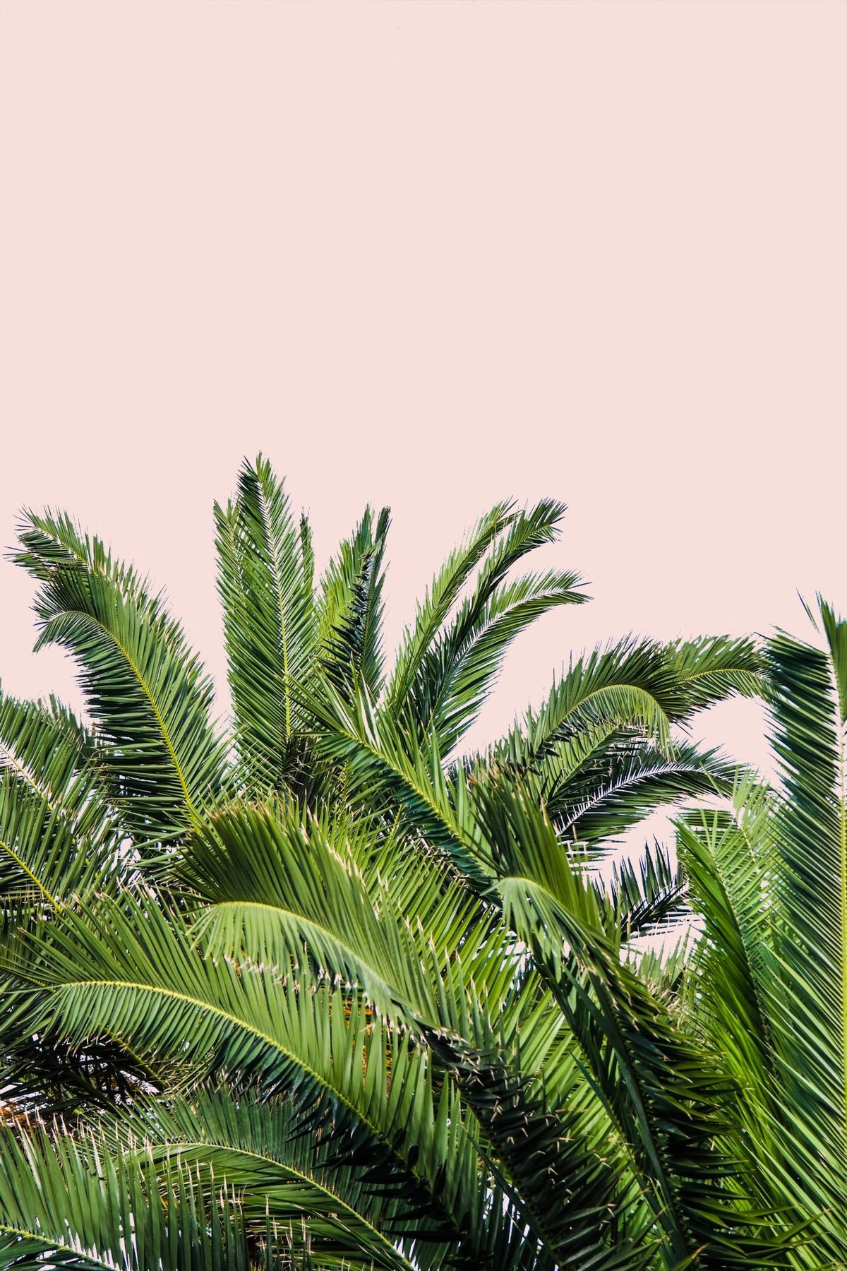 Tropical Leaves On Blush Ii By  Acosta (Framed) Giclee Canvas