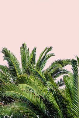 Tropical Leaves On Blush Ii By  Acosta (Framed) Giclee Canvas