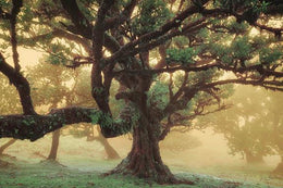 Tree Dreams By Martin Podt (Framed) Giclee Canvas
