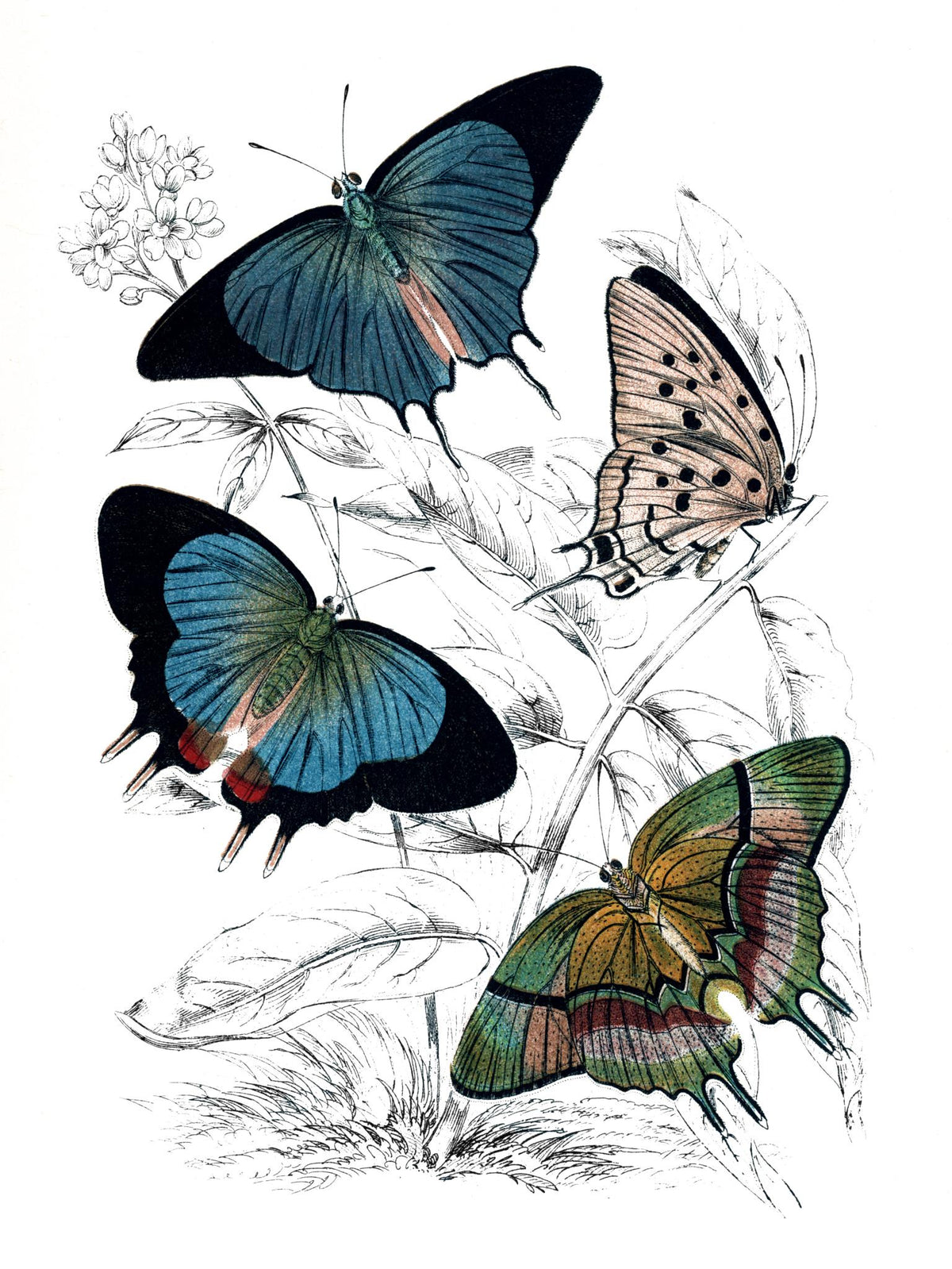 Butterfly Study I By Piddix  (Framed) Giclee Canvas