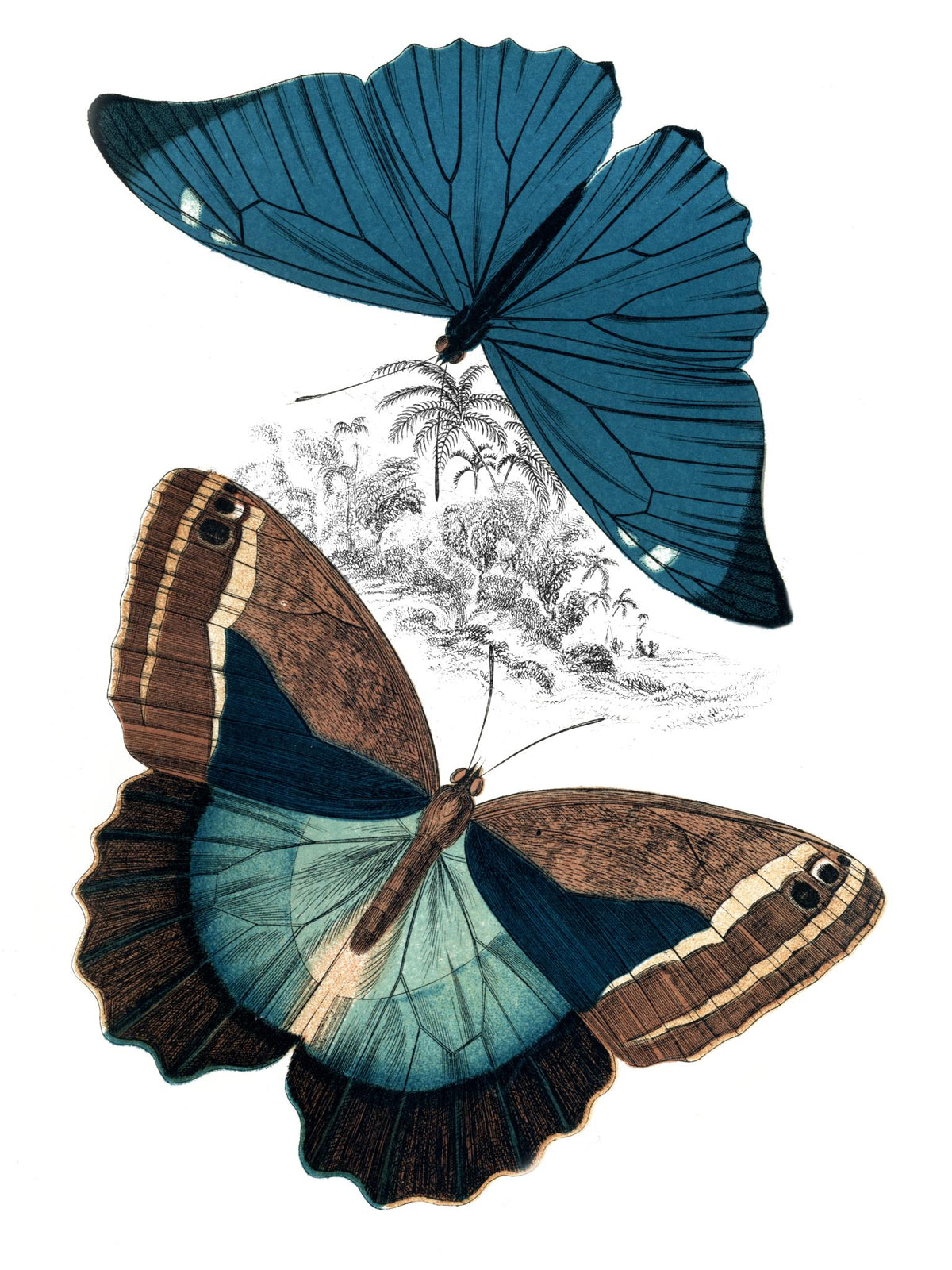 Butterfly Study Ii By Piddix  (Framed) Giclee Canvas