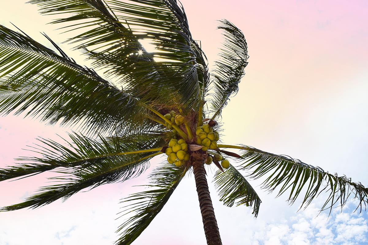 Palm Breeze  By Natalie Carpentieri (Framed) Giclee Canvas