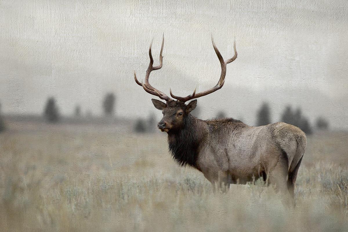 Grand Elk By Danita Delimont (Framed) Giclee Canvas