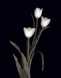 Tulip Pose I By Danita Delimont (Framed) Giclee Canvas