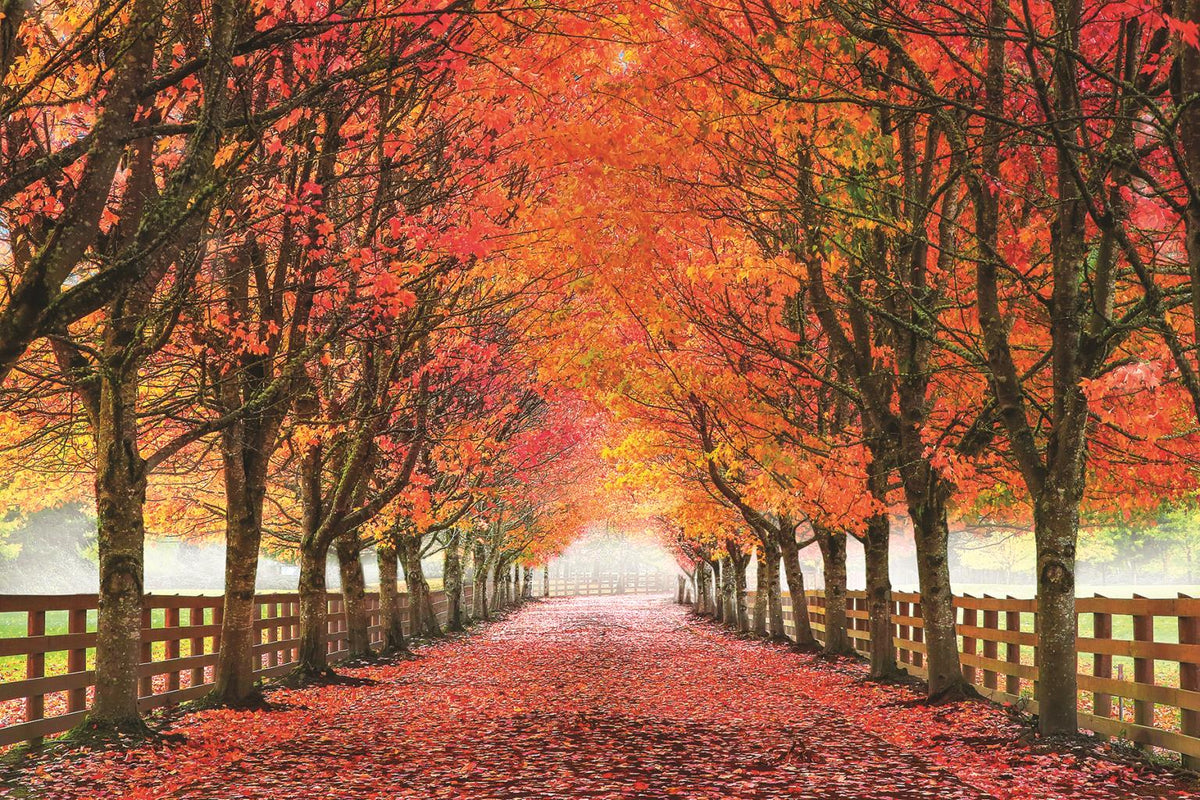 North Bend Trees By Aaron Reed (Small)(Framed) Giclee Canvas