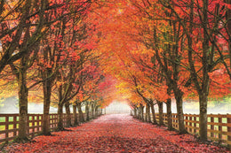 North Bend Trees By Aaron Reed (Small)(Framed) Giclee Canvas