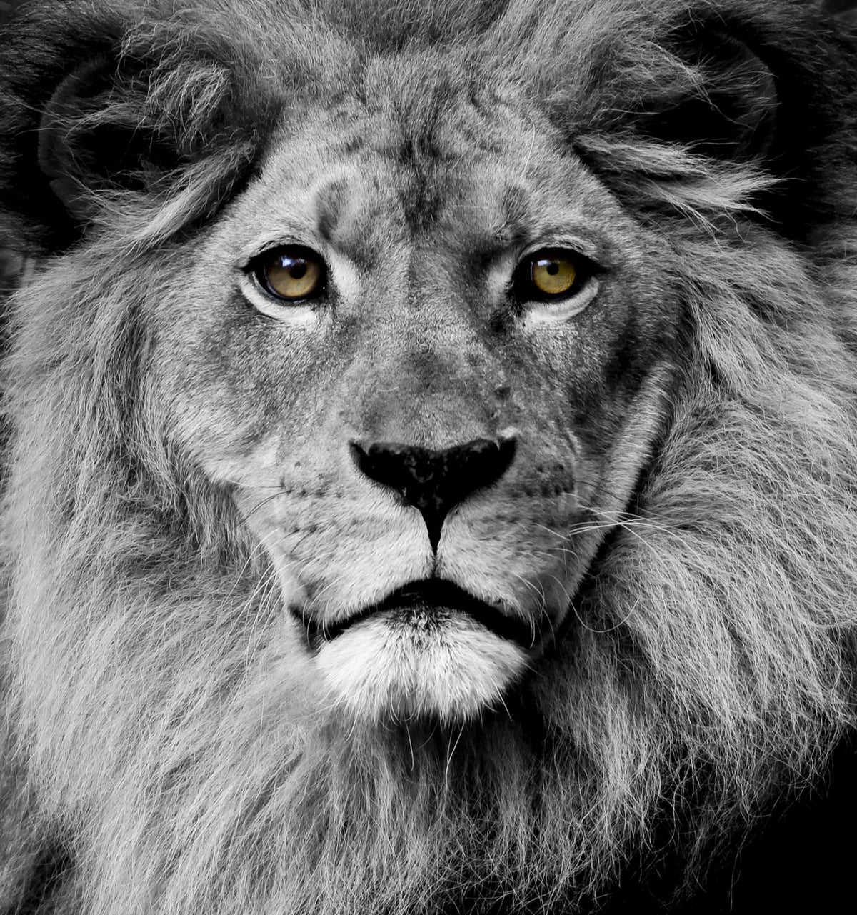 Stunning King (Small) (Framed) Giclee Canvas