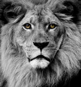 Stunning King (Small) (Framed) Giclee Canvas