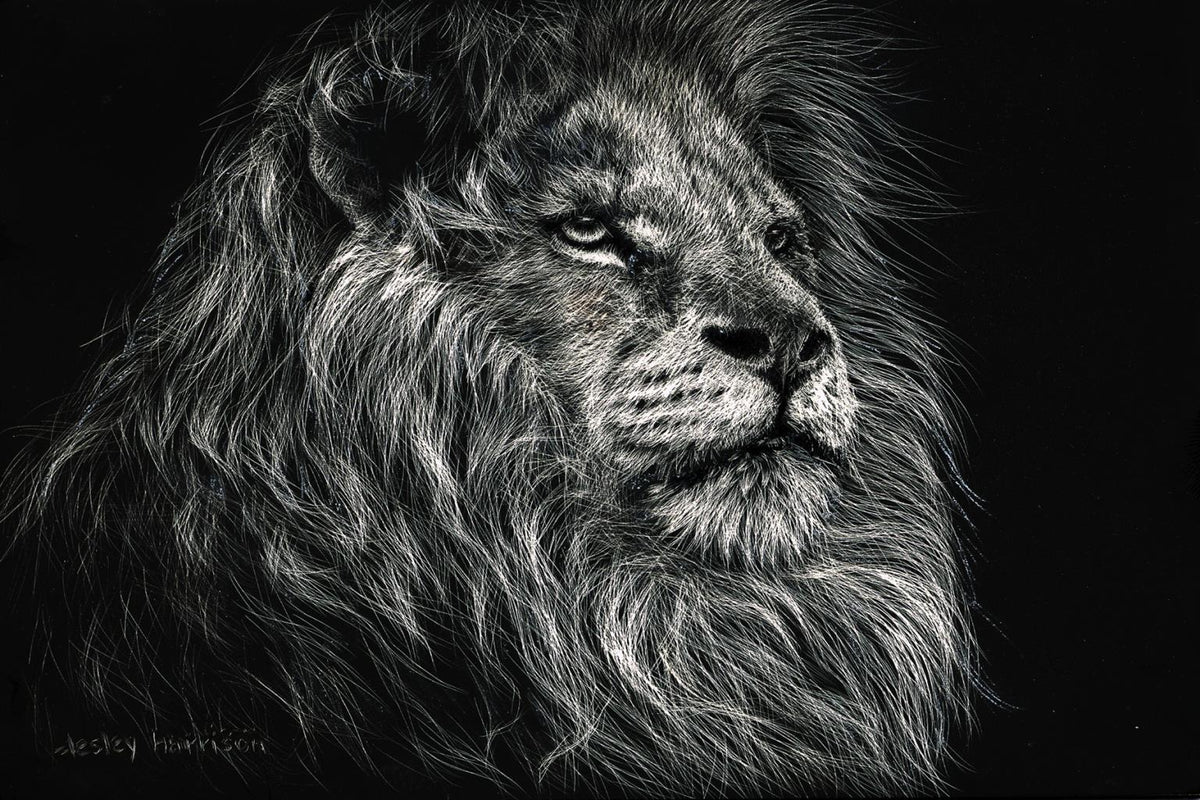 African Lion By Lesley Harrison (Framed)(Small) Giclee Canvas
