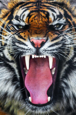 Angry Tiger (Framed)(Small) Giclee Canvas