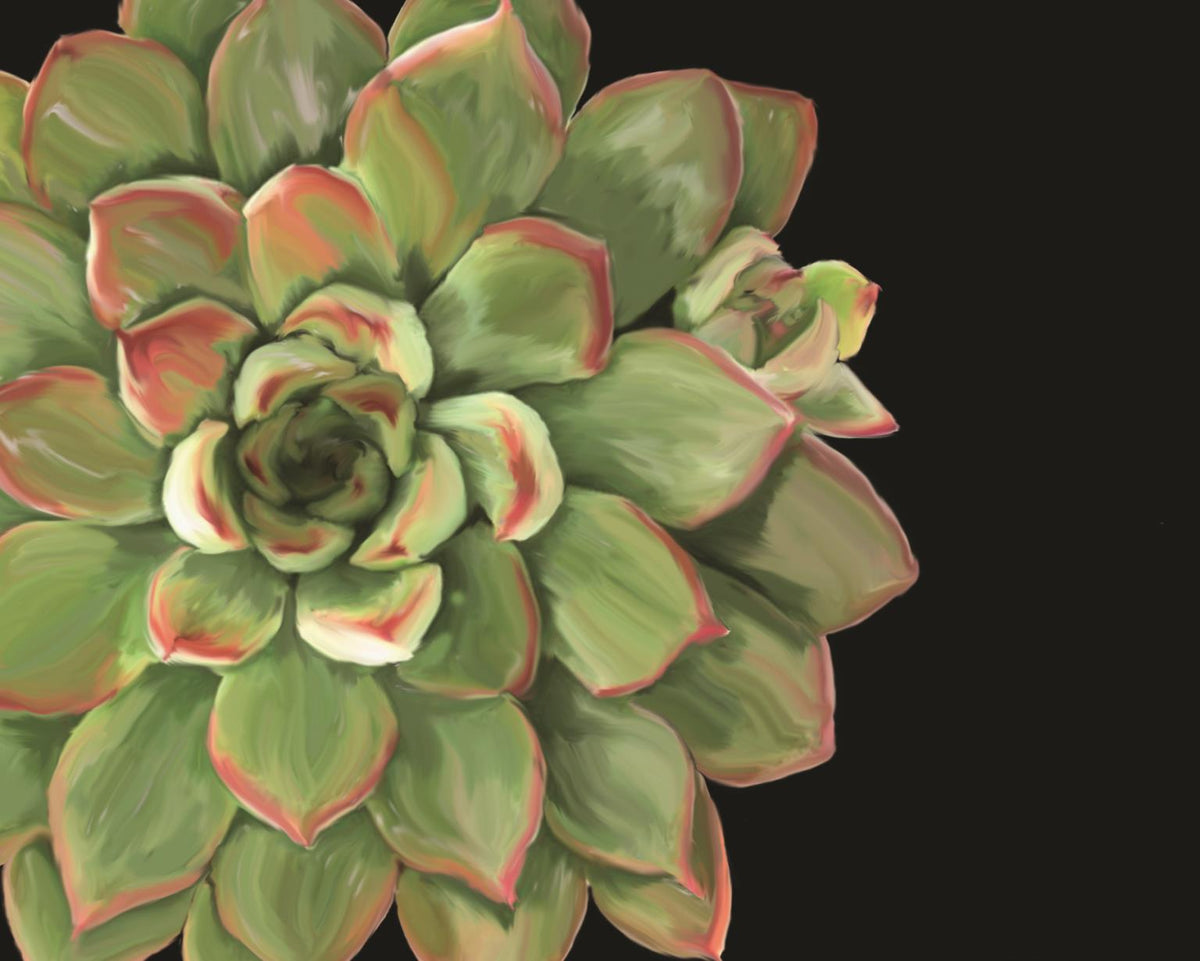 Succulent Elegans Ii By Jg Studios (Small)(Framed) Giclee Canvas