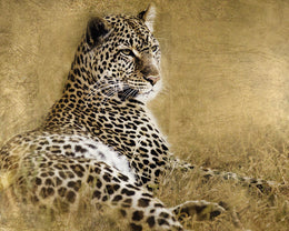 Tall Grass Gold By Danita Delimont (Small)(Framed) Giclee Canvas