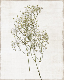 Farmhouse Pressed Flower I By Natalie Carpentieri (Small)(Framed) Giclee Canvas
