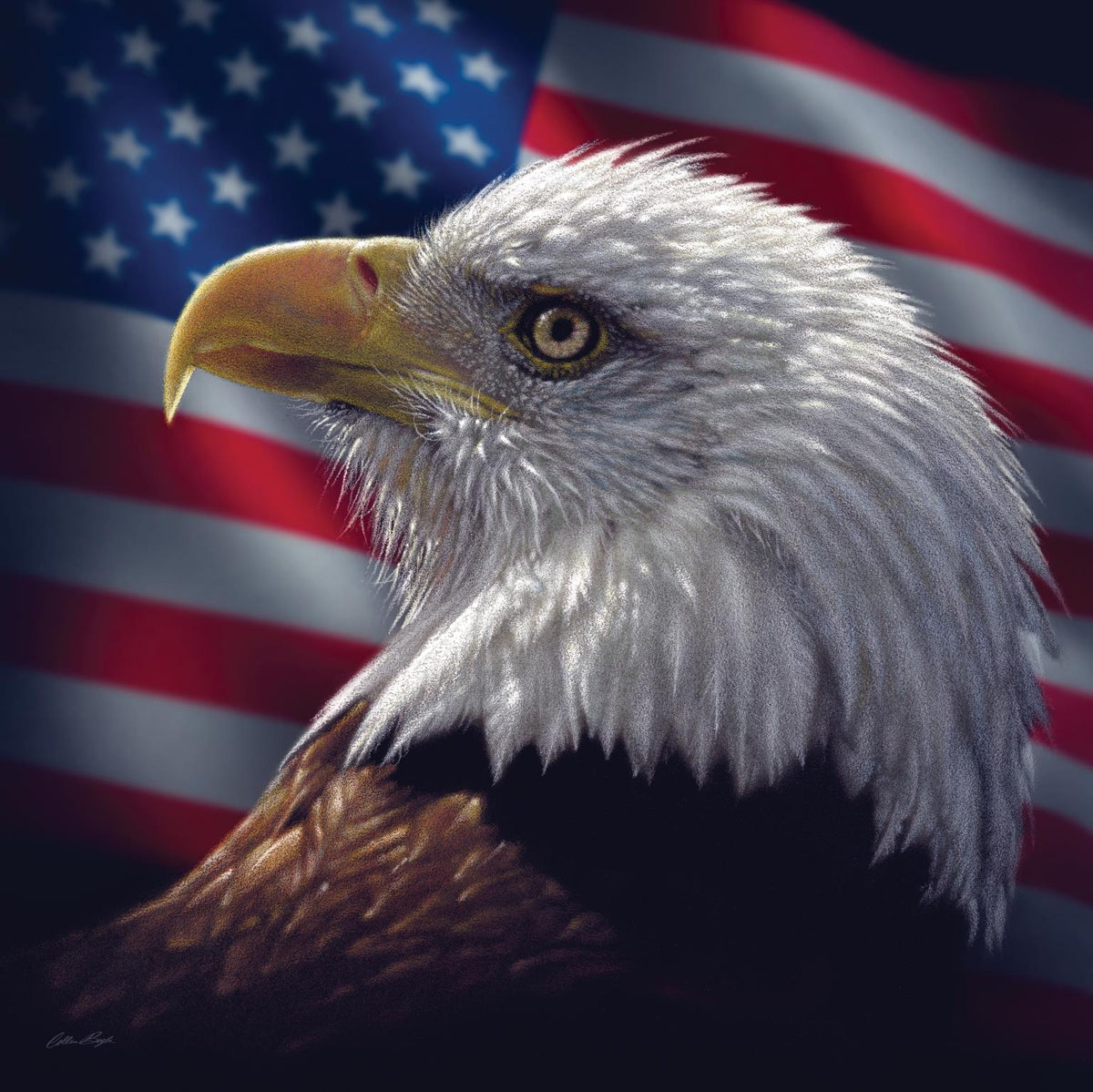 American Bald Eagle By Collin Bogle (Small)(Framed) Giclee Canvas