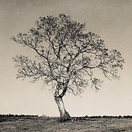 Early Spring Silhouette 1 By Jennifer Rigsby (Framed)(Small) Giclee Canvas