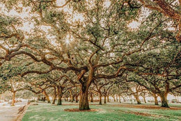 Low Country Oaks Ii By Jennifer Rigsby (Framed)(Small) Giclee Canvas