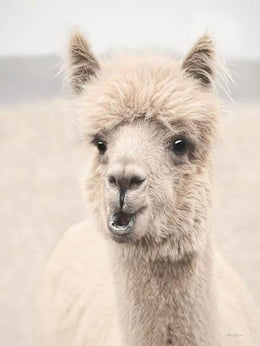 Soft Alpaca 2 By Lori Deiter (Framed)(Small) Giclee Canvas