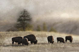 Ridge Grazing By Danita Delimont (Framed)(Small) Giclee Canvas