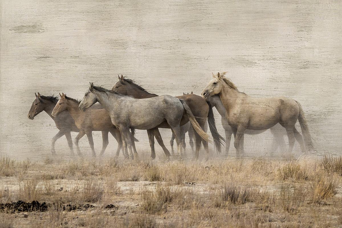 Roaming Free  By Danita Delimont (Framed)(Small) Giclee Canvas