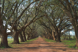 ***Monl*** Oak Alley By Alexey (Small) Giclee Canvas