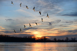 Migration (Small) Giclee Canvas