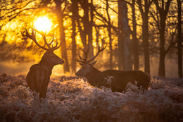 ***Monl*** Deer At Dusk (Small) Giclee Canvas